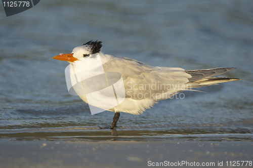 Image of Royal Tern, Sterna maxima