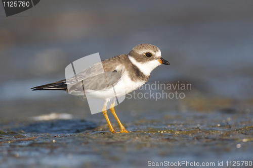 Image of Semipalmated Plover, Charadrius semipalmatus