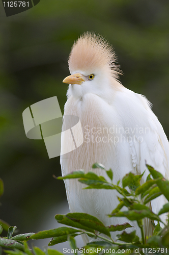 Image of Cattle Egret, Bubulcus ibis