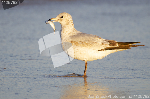 Image of Herring Gull, Larus delawarensis argentatus