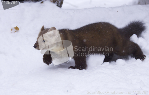 Image of Pine Martin