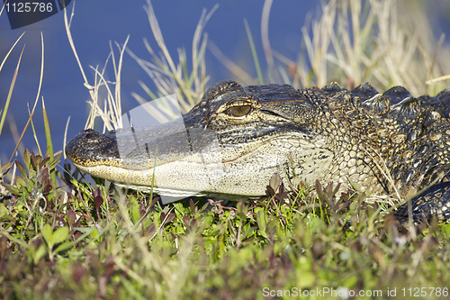 Image of American Alligator