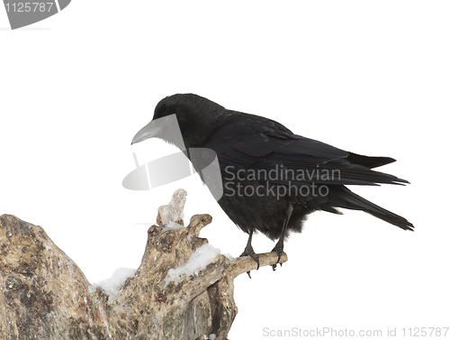 Image of American Crow