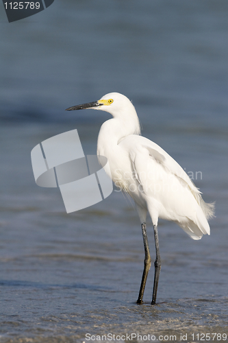 Image of Snowy Egret, Egretta thula