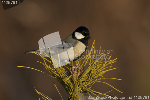 Image of Great Tit, Parus major