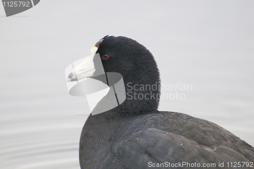 Image of American Coot