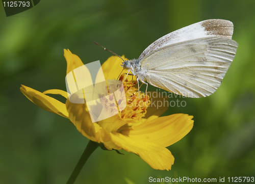 Image of White Skipper Butterfly