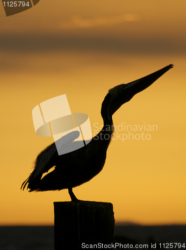 Image of Brown Pelican, Pelecanus occidentalis