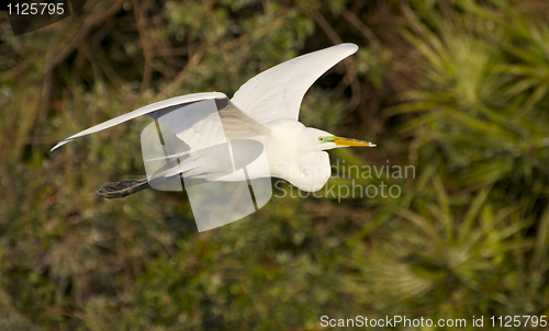 Image of Great Egret, Ardea alba