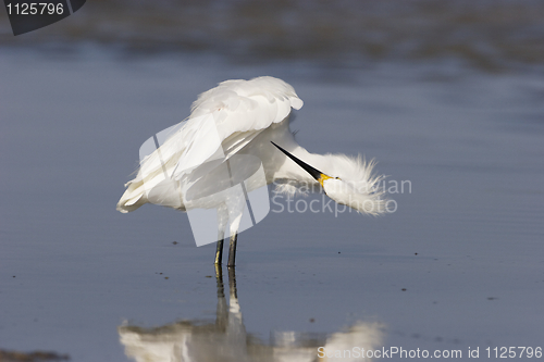 Image of Snowy Egret, Egretta thula