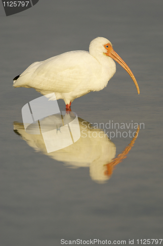 Image of White Ibis, Eudocimus albus