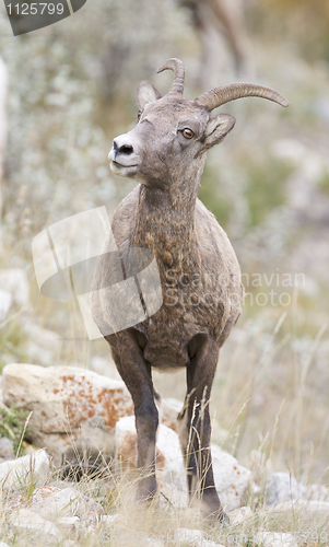 Image of Bighorn Sheep