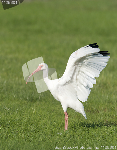 Image of White Ibis, Eudocimus albus