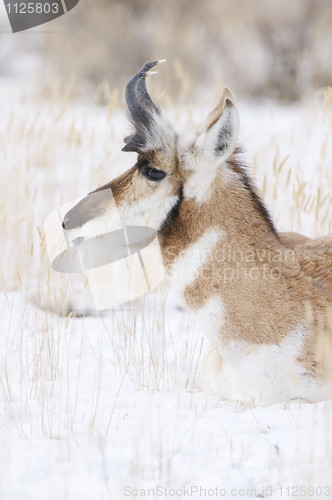 Image of Pronghorn