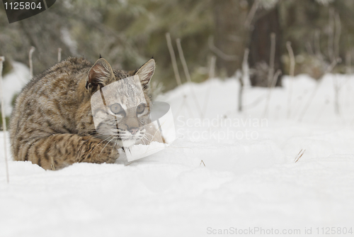 Image of Bobcat in deep white snow