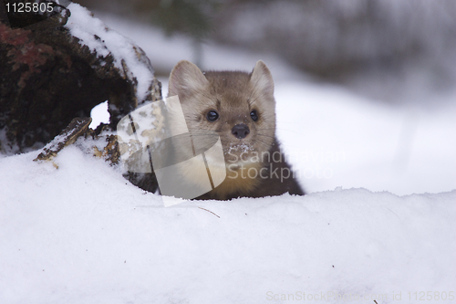 Image of Pine Martin