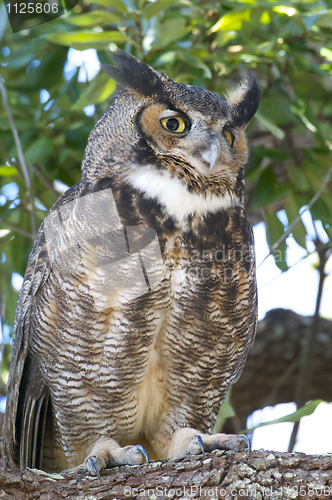 Image of Great Horned Owl, Bubo virginianus