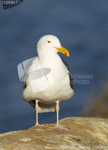 Image of Western Gull, Larus occidentalis