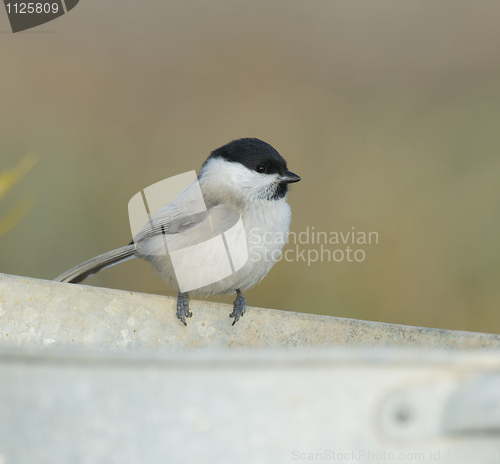 Image of Willow Tit, Parus montanus