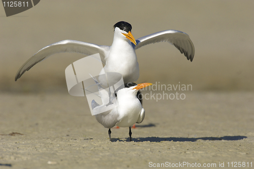 Image of Royal Tern, Sterna maxima