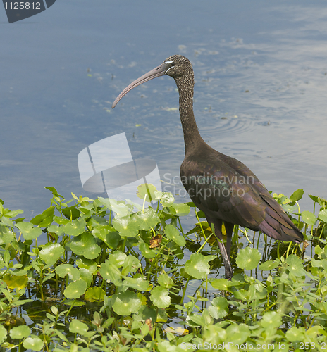 Image of Glossy Ibis, Plegadis falcinellus