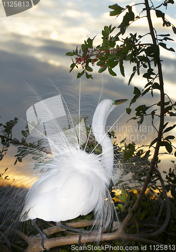 Image of Great Egret, Ardea alba