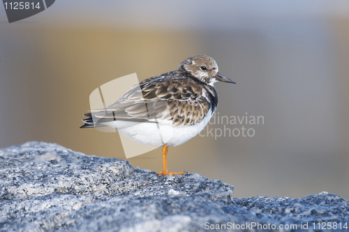 Image of Ruddy Turnstone, Arenaria interpres