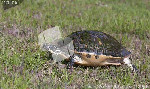 Image of Cooter Turtle 