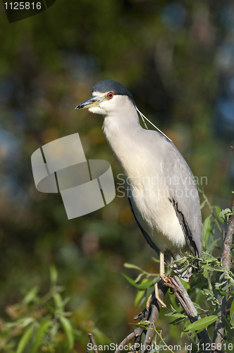 Image of Adult Yellow-crowned Night Heron, Nyctanassa violacea