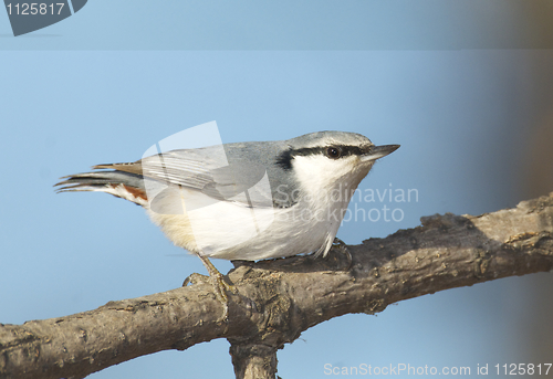 Image of Eurasian Nuthatch, Sitta europaea