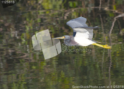 Image of Tricolor Heron, Egretta tricolor