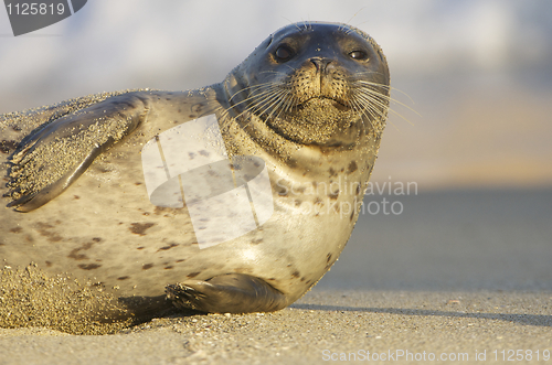 Image of Endangered Harbor Seal