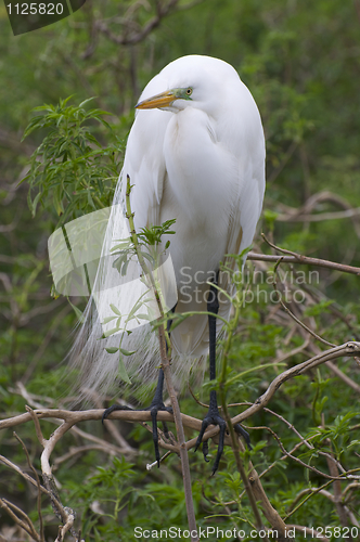 Image of Great Egret, Ardea alba