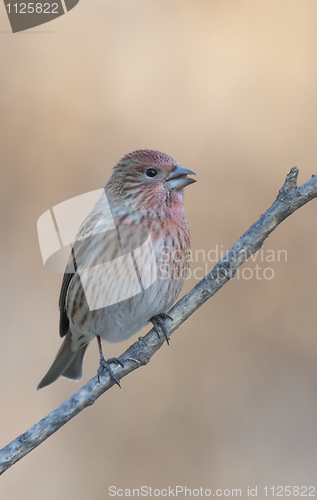 Image of Pallas's Rosefinch