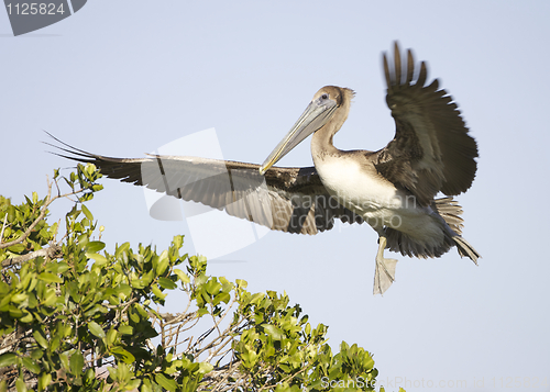 Image of Brown Pelican, Pelecanus occidentalis