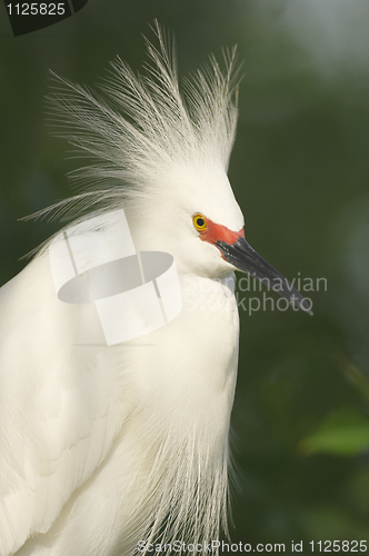 Image of Snowy Egret, Egretta thula