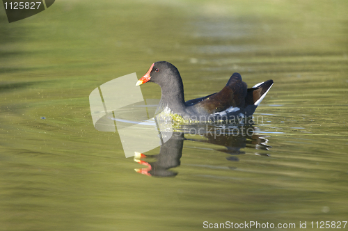 Image of Common Moorhen, Gallinula chloropus