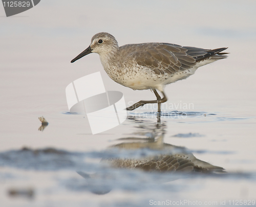 Image of Red Knot, Calidris canutus