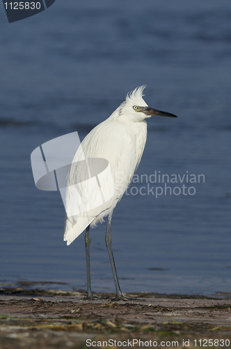 Image of Reddish Egret, Egretta rufescens