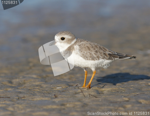 Image of Endangered Piping Plover, Charadrius melodus