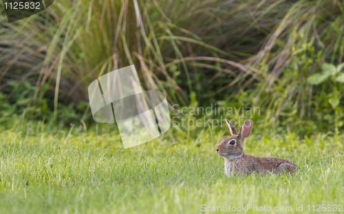 Image of Marsh Rabbit