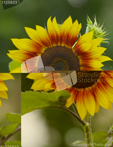 Image of Sunflower