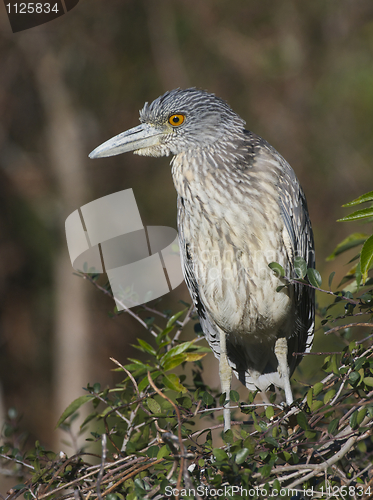 Image of Adult Yellow-crowned Night Heron, Nyctanassa violacea