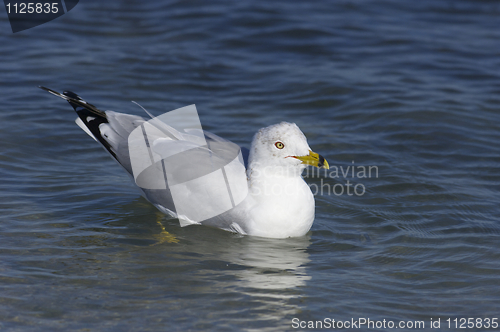 Image of Herring Gull, Larus delawarensis argentatus