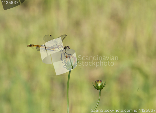 Image of Damselfly or Dragonfly