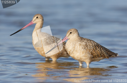 Image of Marbled Godwit, Limosa fedoa