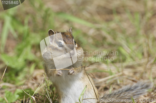 Image of Siberian Chipmunk