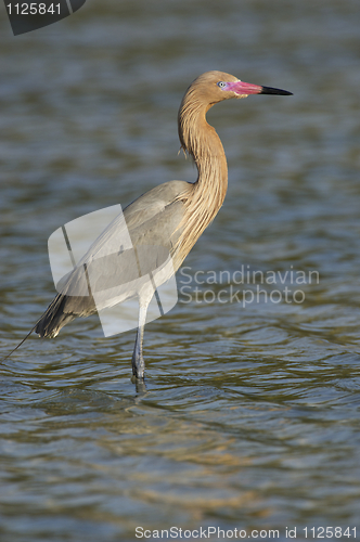 Image of Reddish Egret, Egretta rufescens