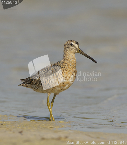 Image of Short-billed Dowitcher, Limnodromus griscus