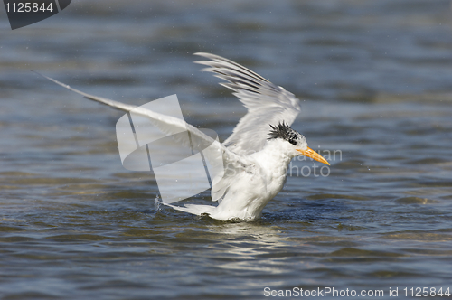 Image of Royal Tern, Sterna maxima